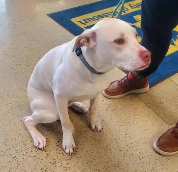 Labrador Retriever and Pit Bull Terrier Dogs Available for Adoption in St. Louis, Missouri - KOBA | PetCurious