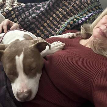 Rescue Pit Bull Terrier Dogs for Adoption in Chicago, Illinois - Bambi | PetCurious