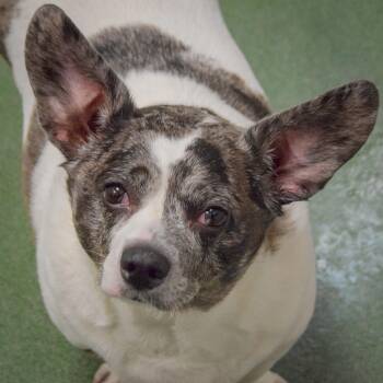 Gizmo -  Corgi and Dachshund Dog for Adoption in Huntley, Illinois - Gizmo | PetCurious