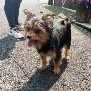 Beary -  Yorkshire Terrier and Mixed Breed Dog for Adoption in Wappingers Falls, New York - Beary | PetCurious