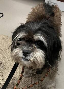 CARDI -  Mixed Breed Dog for Adoption in Dallas, Texas - CARDI | PetCurious
