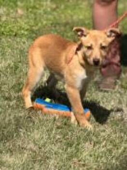 Mixed Breed Dogs Available for Adoption in West Chester, Pennsylvania - Almond CP | PetCurious