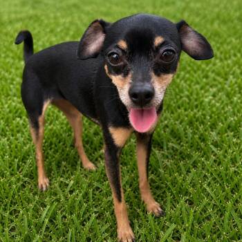 Chihuahua Dogs Available for Adoption in Boca Raton, Florida - Gus  | PetCurious