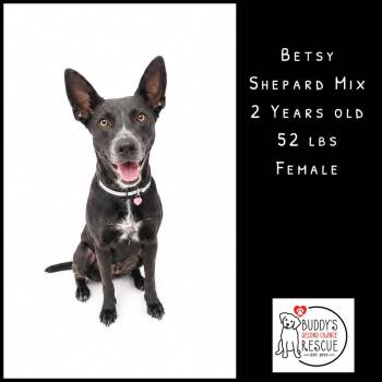 Betsy -  Shepherd Dog for Adoption - Betsy | PetCurious