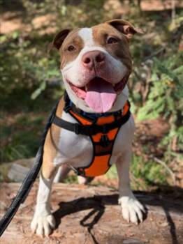 KRATOS -  Pit Bull Terrier Dog for Adoption in Woodland, California - KRATOS | PetCurious