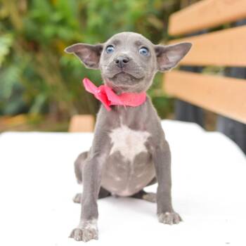 Mixed Breed Dogs Available for Adoption in Kailua-kona, Hawaii - Luna | PetCurious