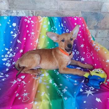 Delaware -  Chihuahua Dog for Adoption in Chico, California - Delaware | PetCurious