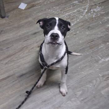 Crux -  Mixed Breed Dog for Adoption in Summerville, South Carolina - Crux | PetCurious