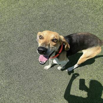 Rescue Coonhound Dogs for Adoption in Hannibal, Missouri - Zenni | PetCurious