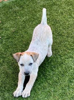 Miller -  Australian Cattle Dog Blue Heeler Dog for Adoption in El Cajon, California - Miller | PetCurious