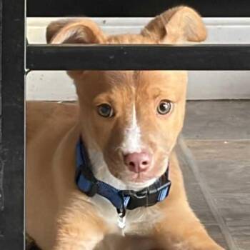 Mixed Breed Dogs Available for Adoption in Glenfield, New York - Chief | PetCurious