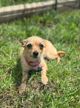 Cassie -  Chihuahua Dog for Adoption in De Pere, Wisconsin - Cassie | PetCurious