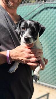 Truffles -  Chihuahua Dog for Adoption in Gardnerville, Nevada - Truffles | PetCurious