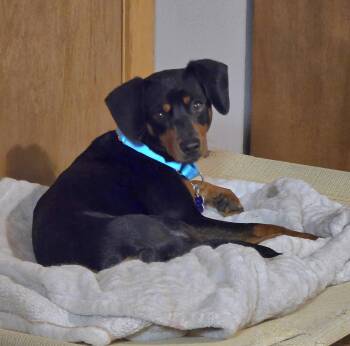 Rescue Miniature Pinscher and Jack Russell Terrier Dogs for Adoption in Jamestown, North Dakota - Titan | PetCurious