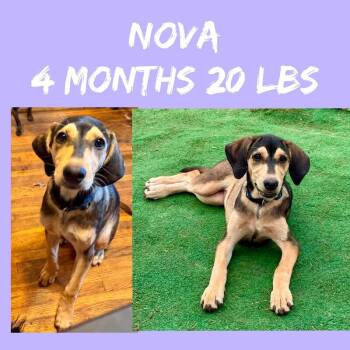 Nova -  Hound and Mixed Breed Dog for Adoption in Partlow, Virginia - Nova | PetCurious