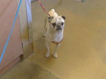 Pug Dogs Available for Adoption in Sacramento, California - RUBY | PetCurious