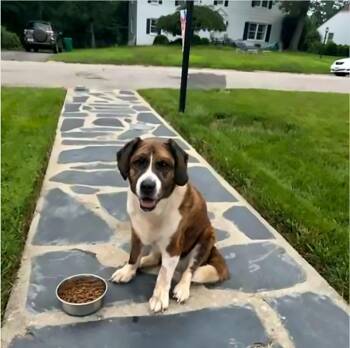 Sarah -  Mixed Breed and Saint Bernard Dog for Adoption in Petersburg, Virginia - Sarah | PetCurious