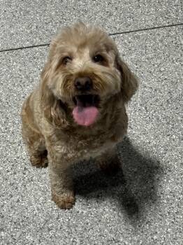 Poppy. Mini. -  Goldendoodle Dog for Adoption in Antwerp, Ohio - Poppy. Mini. | PetCurious
