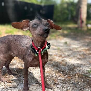 Chinese Crested Dog Dogs Available for Adoption - Smurfette | PetCurious