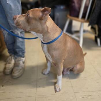 Pit Bull Terrier Dogs Available for Adoption - Clover | PetCurious