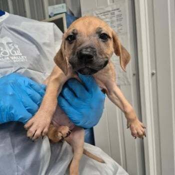 Sierra -  Rhodesian Ridgeback and Mixed Breed Dog for Adoption in Morton Grove, Illinois - Sierra | PetCurious