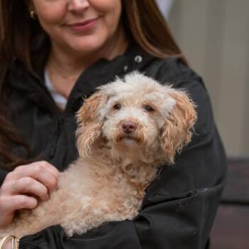 Missy -  Poodle Dog for Adoption in Chester Springs, Pennsylvania - Missy | PetCurious
