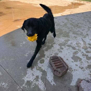 Polly -  Black Labrador Retriever and Mixed Breed Dog for Adoption in South Haven, Michigan - Polly | PetCurious