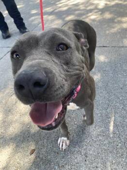 CHANEL -  Mixed Breed Dog for Adoption in Dallas, Texas - CHANEL | PetCurious