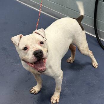 Ice Hill -  American Staffordshire Terrier Dog for Adoption in Greensboro, North Carolina - Ice Hill | PetCurious
