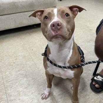 Xaria-DH -  Pit Bull Terrier Dog for Adoption in East St. Louis, Illinois - Xaria-DH | PetCurious