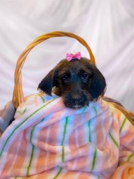 Abra -  Poodle Dog for Adoption in Richmond, Kentucky - Abra | PetCurious