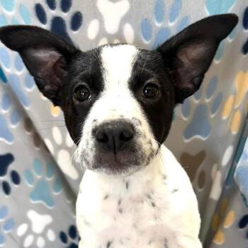 Rescue Mixed Breed Dogs for Adoption in Kenosha, Wisconsin - Selah | PetCurious