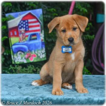 Taffy -  Labrador Retriever Dog for Adoption in Wake Forest, North Carolina - Taffy | PetCurious