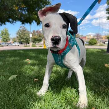 1141 (2026) Spot -  Pit Bull Terrier and Hound Dog for Adoption in Parker, Colorado - 1141 (2026) Spot | PetCurious