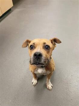 GRANOLA -  Pit Bull Terrier and Mixed Breed Dog for Adoption in Corpus Christi, Texas - GRANOLA | PetCurious