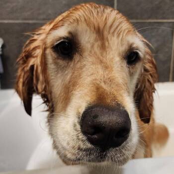 Dixie -  Golden Retriever Dog for Adoption in Ferndale, Michigan - Dixie | PetCurious