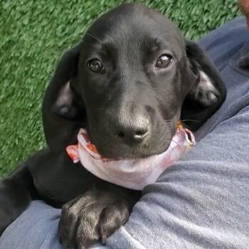 Rescue German Shepherd Dog Dogs for Adoption in Woolwich, Maine - Au Gratin | PetCurious