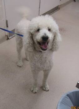 Poodle Dogs Available for Adoption in Marietta, Georgia - Gatsby (873) | PetCurious