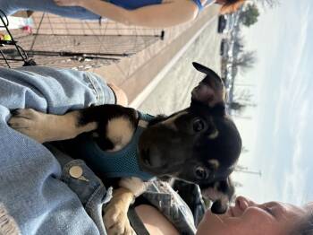 Terrier Dogs Available for Adoption in Tracy, California - Whitney | PetCurious