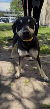 Bullet -  Feist and Rat Terrier Dog for Adoption in Wantagh, New York - Bullet | PetCurious