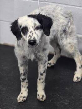 Chuck -  Border Collie and Mixed Breed Dog for Adoption in Fort Worth, Texas - Chuck | PetCurious