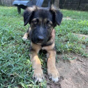 Cannellini Bean -  German Shepherd Dog Dog for Adoption in Raleigh, North Carolina - Cannellini Bean | PetCurious