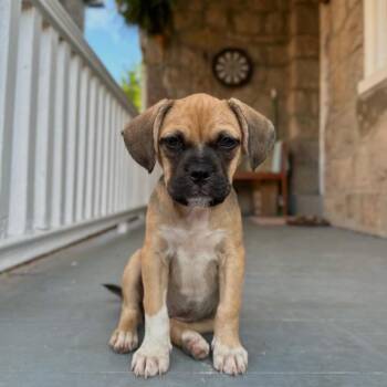 Sundae -  Pug Dog for Adoption in Philadelphia, Pennsylvania - Sundae | PetCurious