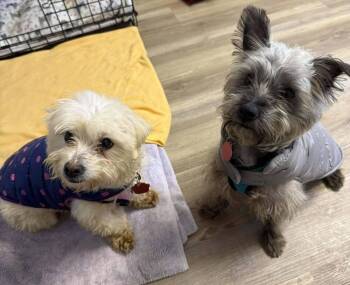 Chihuahua Dogs Available for Adoption - Princesa | PetCurious