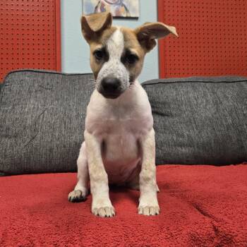Rescue Australian Cattle Dog Blue Heeler Dogs for Adoption in Mansfield, Texas - Jessi | PetCurious