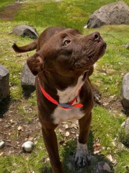 Philly -  American Staffordshire Terrier Dog for Adoption in Kingman, Arizona - Philly | PetCurious
