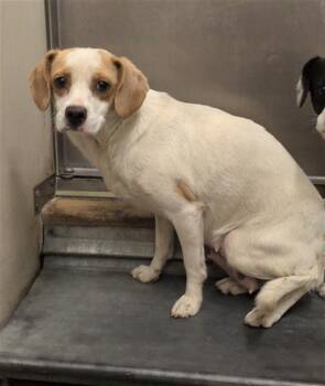 CAFE AU LAIT -  Chihuahua and Mixed Breed Dog for Adoption in Sacramento, California - CAFE AU LAIT | PetCurious