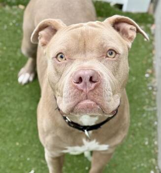 GREEMAN -  Pit Bull Terrier and Mixed Breed Dog for Adoption in Boston, Massachusetts - GREEMAN | PetCurious