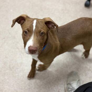 Colby -  Mixed Breed and Pit Bull Terrier Dog for Adoption in Ardmore, Oklahoma - Colby | PetCurious