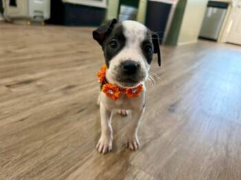 Bissonnet Pearl Gala -  Pit Bull Terrier and Jack Russell Terrier Dog for Adoption in Friendswood, Texas - Bissonnet Pearl Gala | PetCurious